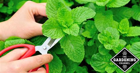 Health Benefits of Mint - Gardening Channel