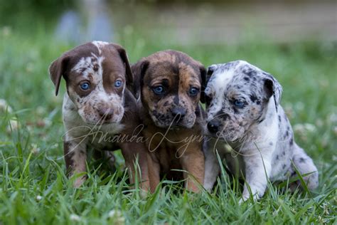 Catahoula Leopard Dog Puppy Portrait On A Field With Flowers | lupon.gov.ph