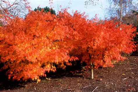 10 acers to grow | Acer garden, Garden makeover, Acer palmatum