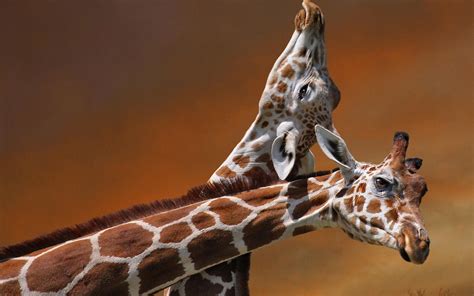 Baby Giraffe Wallpapers - Top Free Baby Giraffe Backgrounds ...