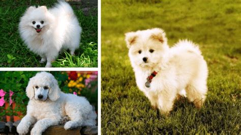 Top 15 Most Popular Pomeranian Mix Dogs - PetHelpful