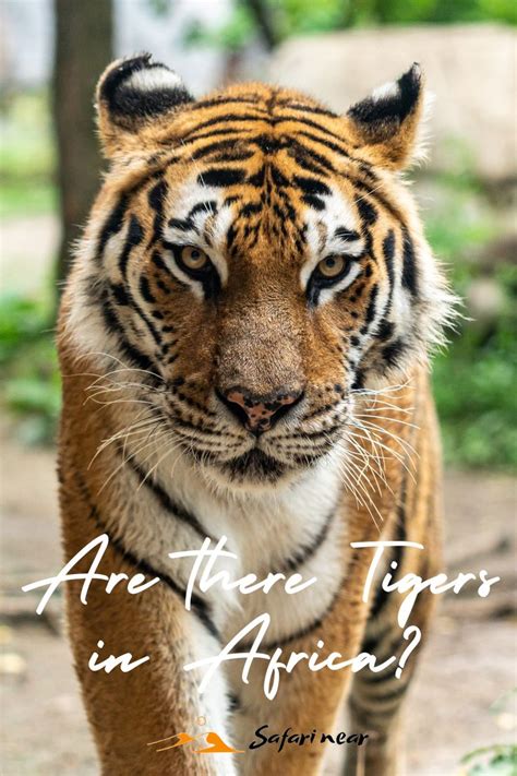 Are there Tigers in Africa? | Tiger habitat, Where do tigers live ...