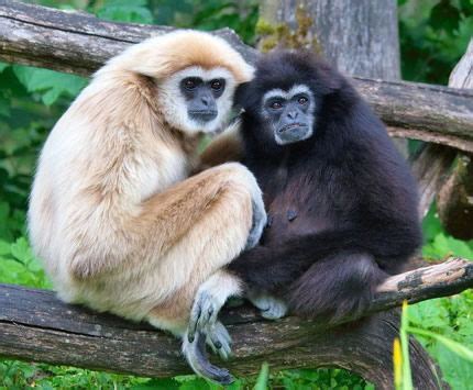 Does the Fossil Gibbon in the Gap Monkey with Human Ancestry? | Answers in Genesis