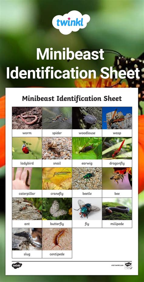 Types of Bugs Chart | Minibeasts activities, Minibeasts, Preschool ...