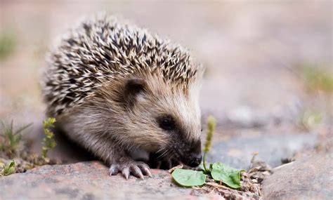 European Hedgehog | The Animal Facts | Appearance, Diet, Habitat