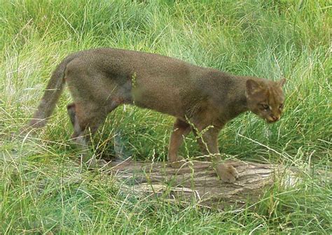 Jaguarundi | Small Cat, Neotropical, Carnivore | Britannica