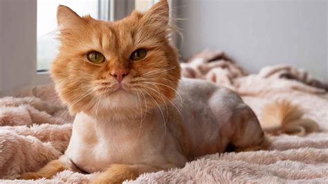 Lion Cut Cat - Fun And Practical Grooming Technique, Or Big Mistake?