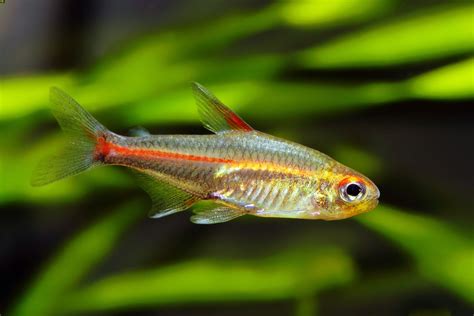 Glowlight Tetra 101: Care, Tank Mates, Breeding & More