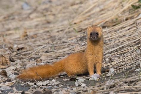 Japanese Weasel in Motion » Focusing on Wildlife