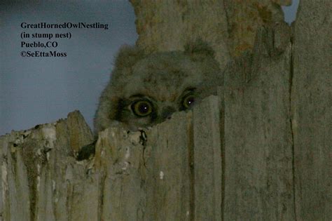 Great Horned Owl Nesting Time - Birds and Blooms