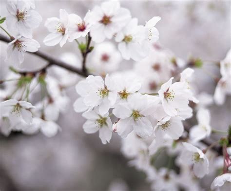 16 best images about Cherry Blossom Trees on Pinterest | Trees, White cherry blossom and Oriental