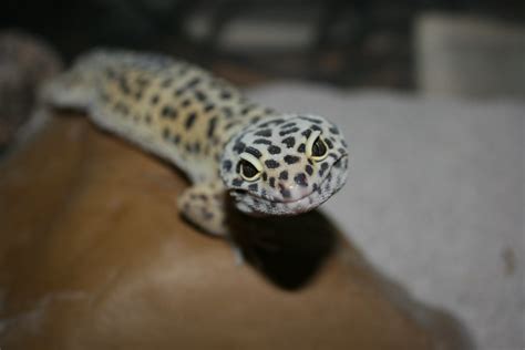 Leopard Gecko Breeding Guide For Beginners - Animal World Facts