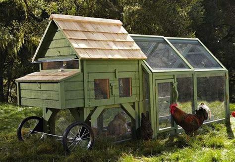 Chicken Roosting Ideas and How to Install Your Chicken Coop