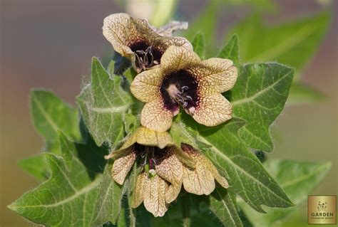 Seeds Shop | Buy Black Henbane Seeds | Hyoscyamus Niger – Garden ...