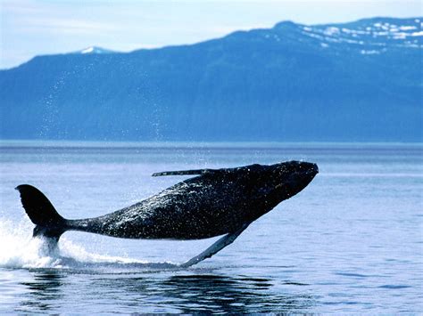 Breaching Humpback Whale Wallpaper - Free Ocean Life