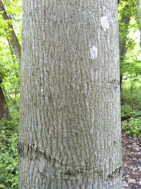 young hickory tree bark - Alysia Polk