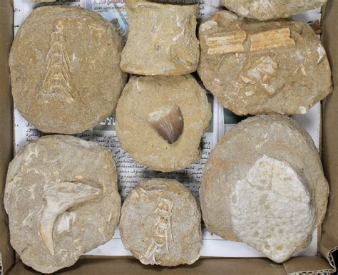 Flat: Cretaceous Marine Vertebrate Fossils - 14 Pieces (#81319) For Sale - FossilEra.com