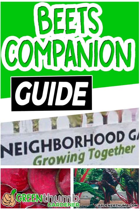 Beets Companion Plants | Attractive Neighbor Guide | Green Thumb Gardener