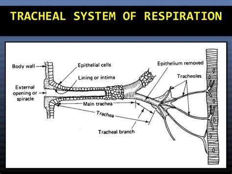 structure and function of insect respiratory system