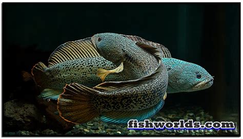 Channa Barca | FISH WORLDs.com