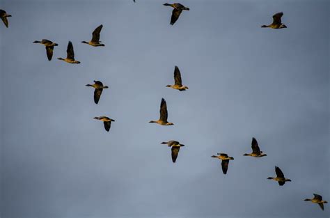 Wild geese,migratory birds,bird migration,free pictures, free photos - free image from needpix.com