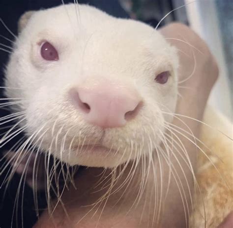 albino otter! : r/Otters