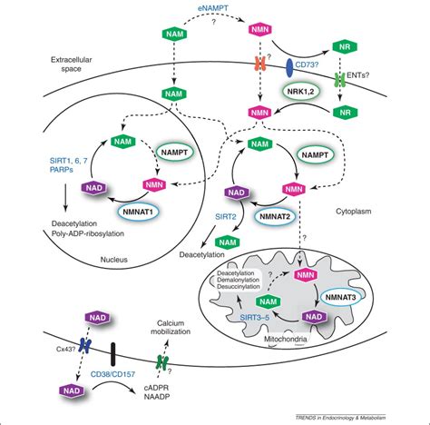 The dynamic regulation of NAD metabolism in mitochondria: Trends in Endocrinology & Metabolism