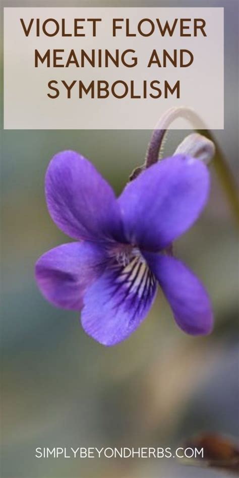 Violet Flower meaning and symbolism: Ultimate Guide to viola modesty - SimplyBeyondHerbs