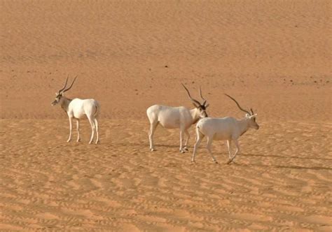 Niger turns to drones to protect precious wildlife