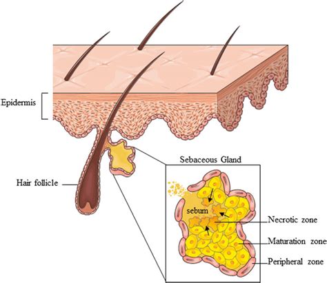 Frontiers | Insulin and the sebaceous gland function