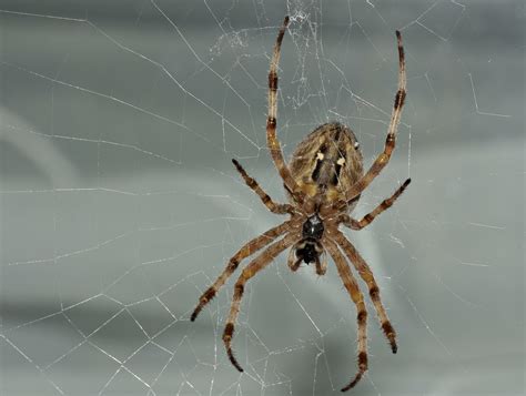 Spinne im Netz Foto & Bild | tiere, wildlife, spinnen Bilder auf ...