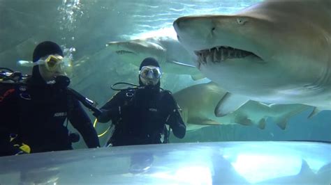 Shark Dive Xtreme | SEA LIFE Sydney Aquarium - YouTube
