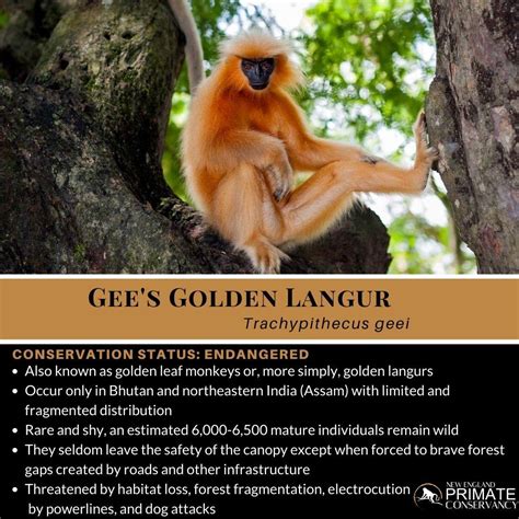 Gee’s Golden Langur, Trachypithecus geei - New England Primate Conservancy