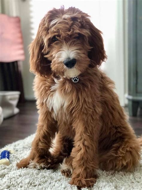 newfypoo: “Kierce + Jerry - Irishdoodle Puppy | Irish doodle, Doodle dog, Doodle puppy