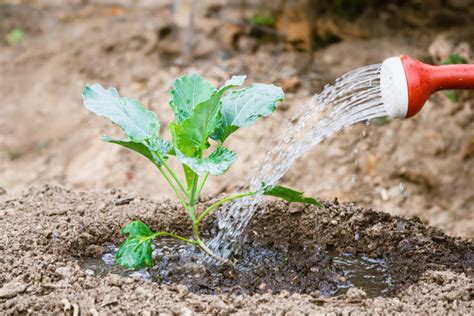 Gardening 101: Ensuring Seedlings Grow Into Healthy Plants | HappySprout