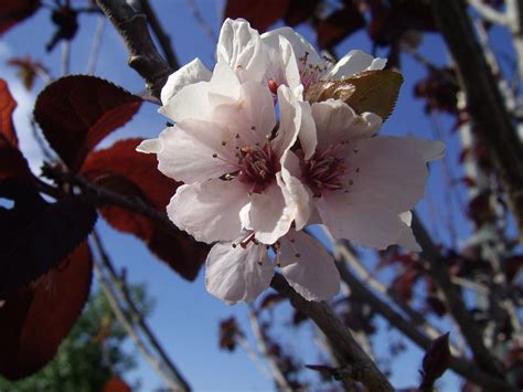 Plum Tree Flower Free Stock Photo - Public Domain Pictures