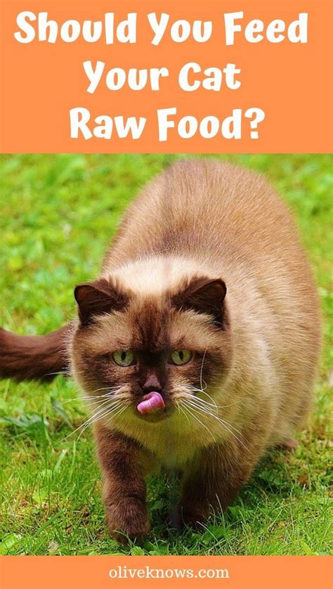 Should You Feed Your Cat Raw Food? Thinking of feeding your cat raw food diet? Here's a helpful ...