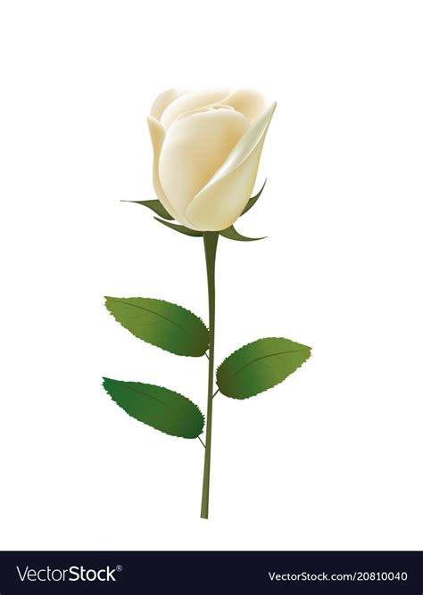 White rose Royalty Free Vector Image - VectorStock