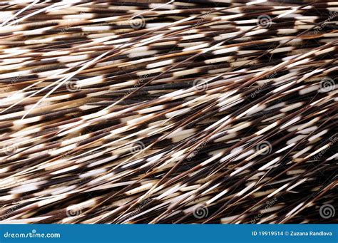 Porcupine Quills Stock Images - Image: 19919514