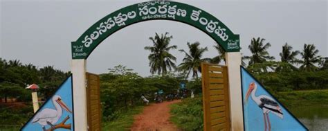 Kolleru Bird Sanctuary Tourism (Eluru) (2024 - 2025) - A Complete ...