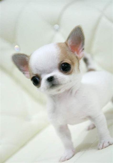 Applehead Chihuahua Puppies For Sale | Teacup chihuahua puppies, Chihuahua puppies, Cute baby ...