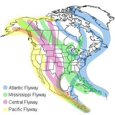 Duck Migration Flyway Map