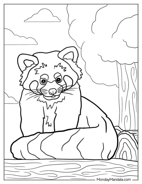 20 Red Panda Coloring Pages (Free PDF Printables)