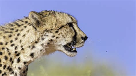 Cheetah Side Face Stock Photos - Free & Royalty-Free Stock Photos from ...