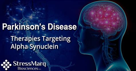 Parkinson's Disease Therapies Targeting Alpha Synuclein | StressMarq