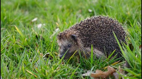 European Hedgehog - Profile | Facts | Traits | Size | Pet | Habitat ...