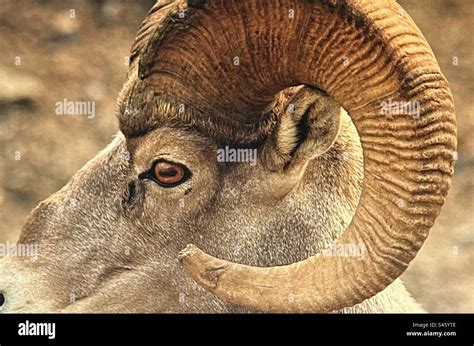 Rocky Mountain big horn sheep, Peter Lougheed Provincial Park ...