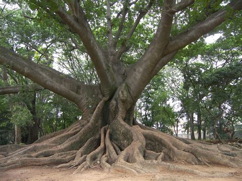 SANSE! SANTERISMO! PUERTO RICAN BRUJERIA & ESPIRITISMO!: Sanse Tradition, The Ceiba Tree of Life