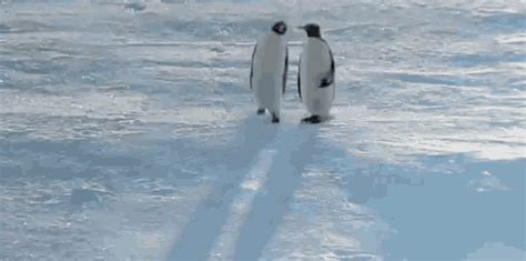 Penguin Walking GIF - Penguin Walking Staring Penguin - Discover & Share GIFs