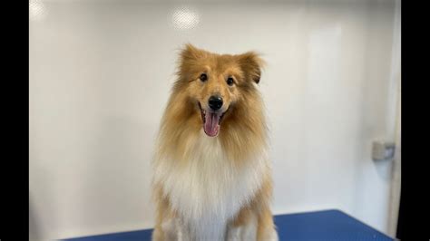 Sheltie Full groom | Dog Grooming - YouTube